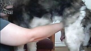 Dog Fucks Chubby Whore