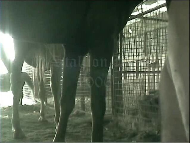 Horse Deep Fucks Gay