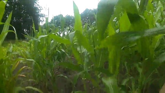 wanking in the cornfield and cumming in the woods