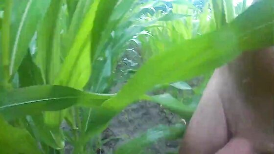 wanking in the cornfield and cumming in the woods