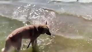 Beach With My Dog